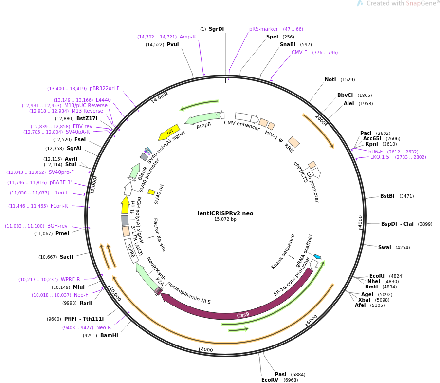 lentiCRISPRv2 neo质粒图谱